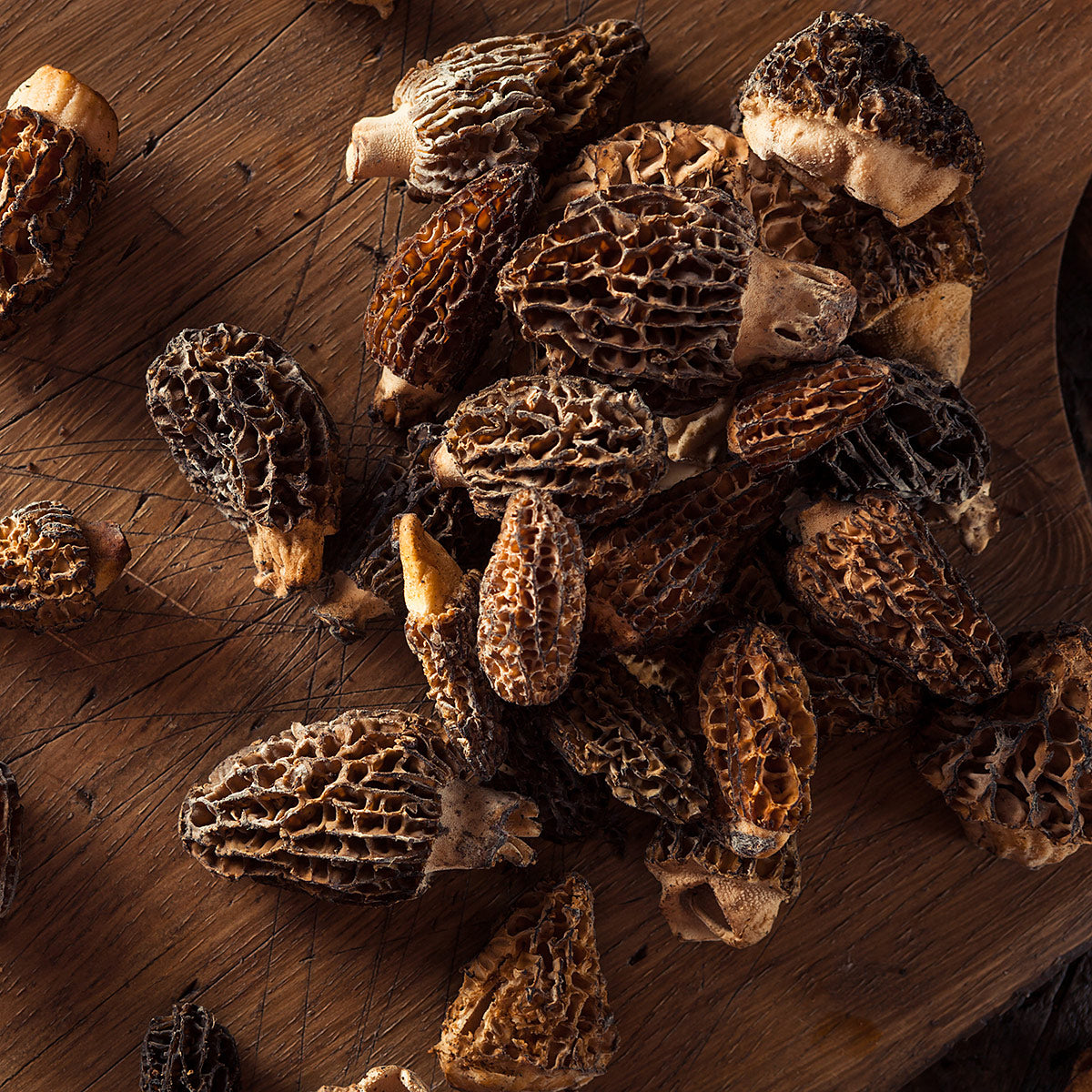 Fresh Morel Mushrooms